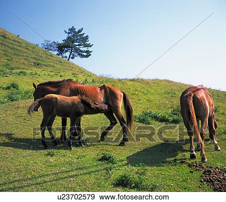 Stock Photo - Horses and foal standing in a field. Fotosearch