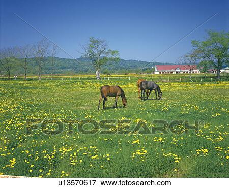 Stock Photo - Horses grazing in a pasture, Urakawa-Machi, Hokkaido, Japan. Fotosearch