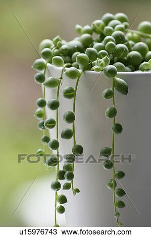 Stock Image - Houseplant. Fotosearch