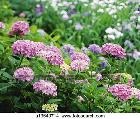 Hydrangea flowers View Large Photo Image Picture - Hydrangea flowers. Fotosearch