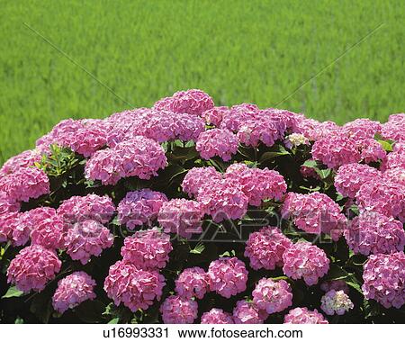 Stock Image - Hydrangea flowers. Fotosearch