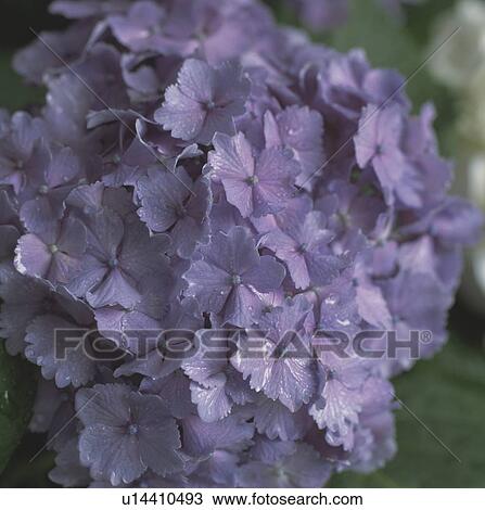 Hydrangea View Large Photo Image Stock Image - Hydrangea. Fotosearch