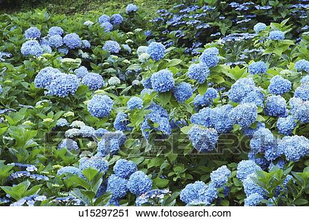 Stock Image - Hydrangea. Fotosearch