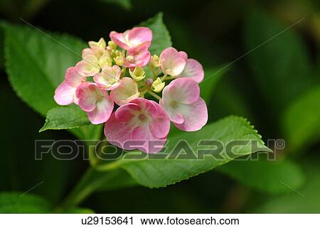 Stock Image - Hydrangea. Fotosearch
