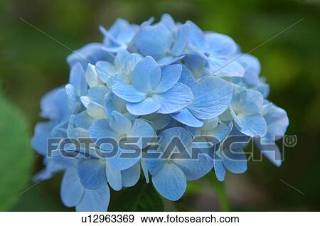 Stock Photo - Hydrangea. Fotosearch