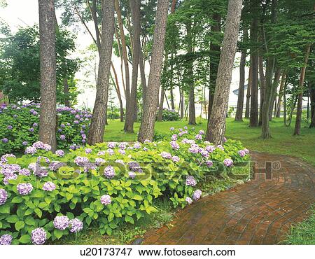 Hydrangea View Large Photo Image Stock Photo - Hydrangea. Fotosearch