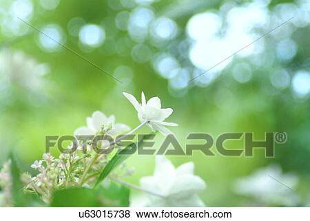 Stock Photo - Hydrangea. Fotosearch