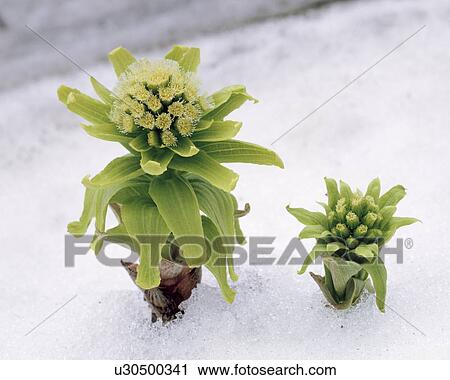 Stock Image - Japanese butterbur. Fotosearch