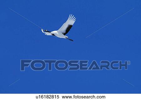 Japanese crane flying in a clear blue sky, Hokkaido, Japan View Large Photo Image Stock Photography - Japanese crane flying in a clear blue sky, Hokkaido, Japan. Fotosearch