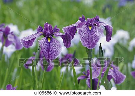 Japanese iris View Large Photo Image Stock Image - Japanese iris. Fotosearch