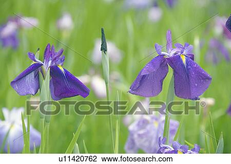 Stock Image - Japanese iris. Fotosearch