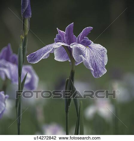 Japanese iris View Large Photo Image Stock Image - Japanese iris. Fotosearch