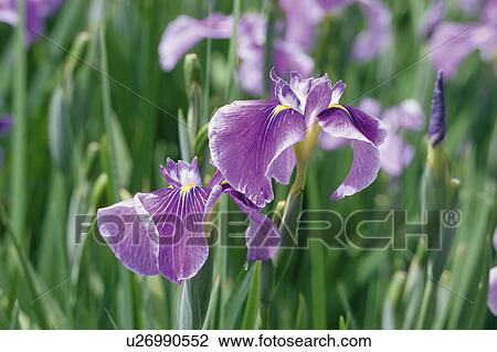 Japanese iris View Large Photo Image Stock Image - Japanese iris. Fotosearch