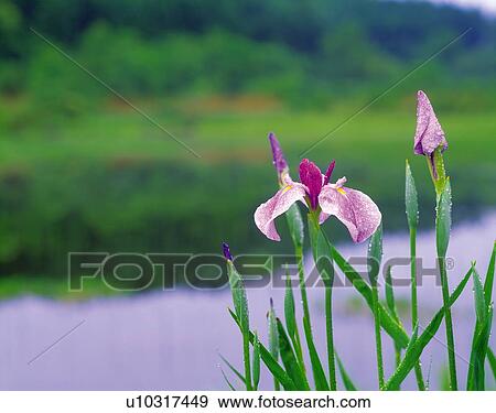 Stock Photo - Japanese iris. Fotosearch
