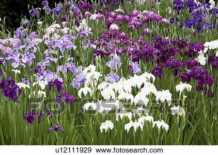 Japanese iris View Large Photo Image Stock Photo - Japanese iris. Fotosearch