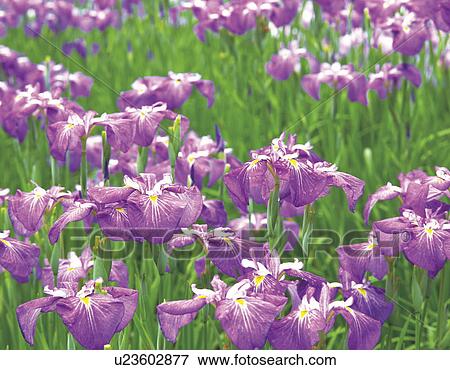 Japanese iris View Large Photo Image Stock Photo - Japanese iris. Fotosearch