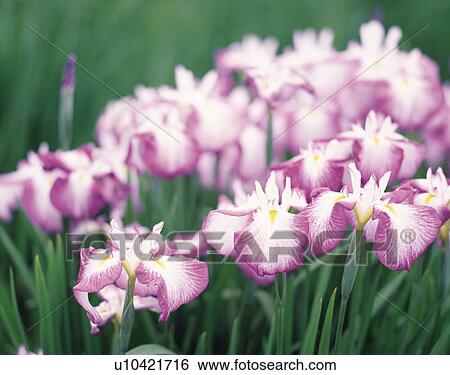 Stock Photograph - Japanese iris. Fotosearch