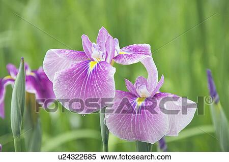 Stock Photography - Japanese iris. Fotosearch
