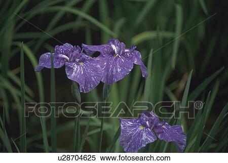 Japanese iris View Large Photo Image Stock Photography - Japanese iris. Fotosearch