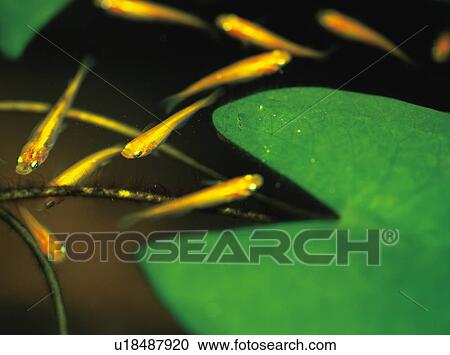 Japanese killifish View Large Photo Image Stock Image - Japanese killifish. Fotosearch