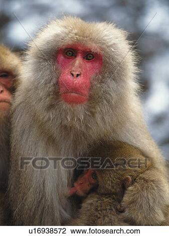 Japanese macaque nursing her baby, Jigokudani Hot Spring, Nagano Prefecture, Japan View Large Photo Image Stock Image - Japanese macaque nursing her baby, Jigokudani Hot Spring, Nagano Prefecture, Japan. Fotosearch