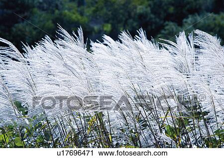 Stock Image - Japanese pampas grass, Hokuto, Yamanashi Prefecture, Japan. Fotosearch