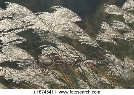 Japanese pampas grass View Large Photo Image Stock Image - Japanese pampas grass. Fotosearch