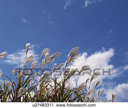 Japanese pampas grass View Large Photo Image Stock Image - Japanese pampas grass. Fotosearch