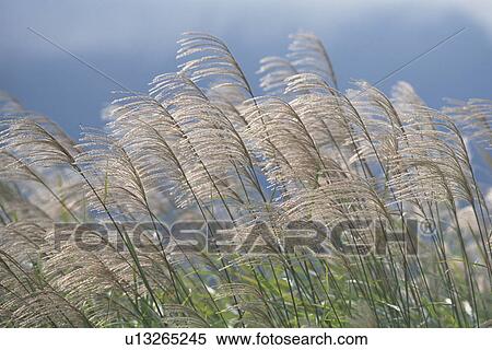 Japanese pampas grass View Large Photo Image Stock Photography - Japanese pampas grass. Fotosearch