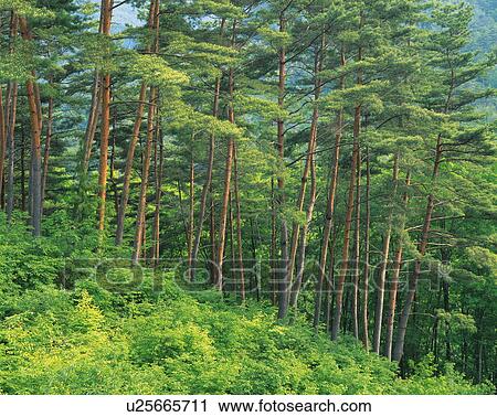Stock Image - Japanese red pine forest. Fotosearch