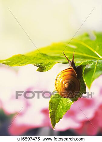 Land snail on a leaf View Large Photo Image Stock Photography - Land snail on a leaf. Fotosearch