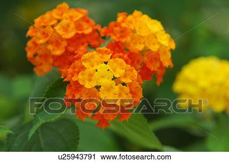 Lantana View Large Photo Image Stock Image - Lantana. Fotosearch