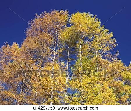 Larch trees with autumn foliage, Tateshina plateau, Chino, Nagano Prefecture, Japan View Large Photo Image Stock Photo - Larch trees with autumn foliage, Tateshina plateau, Chino, Nagano Prefecture, Japan. Fotosearch