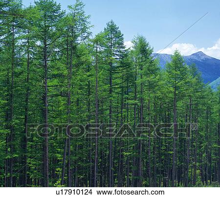 Larch woods View Large Photo Image Picture - Larch woods. Fotosearch