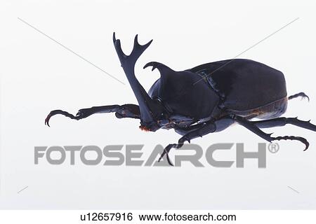 Large black stag beetle against a white background View Large Photo Image Stock Photograph - Large black stag beetle against a white background. Fotosearch