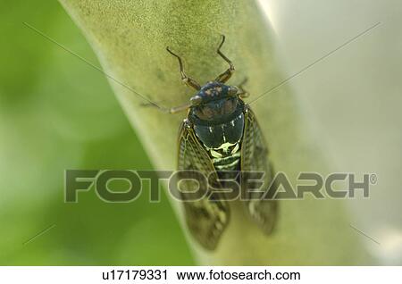Stock Image - Large brown cicada on a branch, Tokyo, Japan. Fotosearch