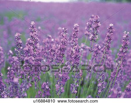 Stock Image - Lavender field. Fotosearch