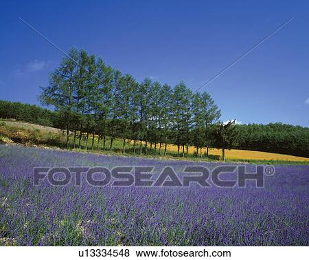 Lavender field View Large Photo Image Stock Photo - Lavender field. Fotosearch