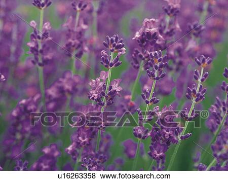 Stock Photo - Lavender field. Fotosearch
