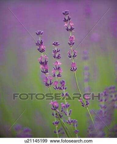 Stock Photo - Lavender. Fotosearch