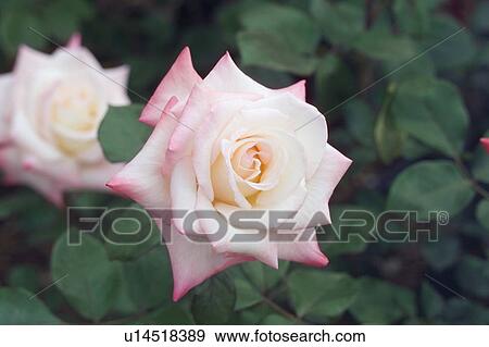 Light pink Rose View Large Photo Image Stock Photo - Light pink Rose. Fotosearch