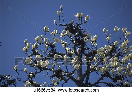 Lily tree View Large Photo Image Picture - Lily tree. Fotosearch