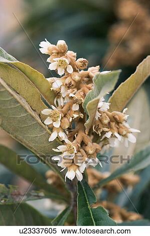 Stock Photography - Loquat flower. Fotosearch