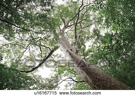 Low angle view of tree, Yaku Islands, Kagoshima Prefecture, Japan View Large Photo Image Stock Photography - Low angle view of tree, Yaku Islands, Kagoshima Prefecture, Japan. Fotosearch