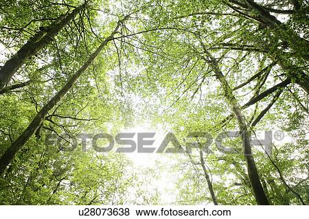 Low Angle view of trees in Yaku Islands, Kagoshima Prefecture, Japan View Large Photo Image Stock Photo - Low Angle view of trees in Yaku Islands, Kagoshima Prefecture, Japan. Fotosearch