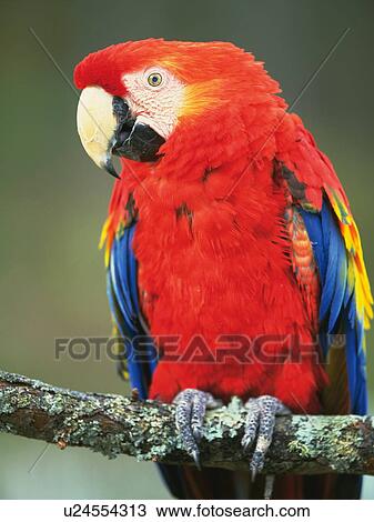 Macaw parrot sitting on a branch View Large Photo Image Stock Image - Macaw parrot sitting on a branch. Fotosearch