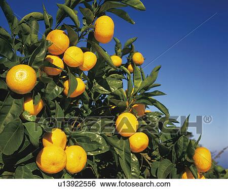 Mandarin oranges on tree View Large Photo Image Stock Photograph - Mandarin oranges on tree. Fotosearch
