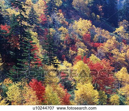 Stock Photo - Maple trees in Autumn. Fotosearch