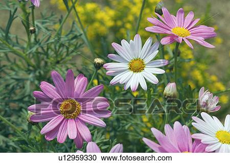 Stock Image - Marguerite Flowers. Fotosearch