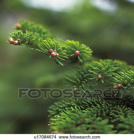Picture - Maries fir tree. Fotosearch